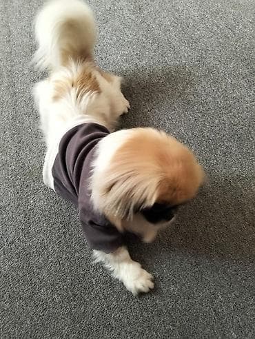 it alanlar: Pekines, 1 il, Dişi, Ünvandan götürmə — 6