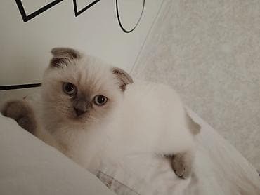 boyumeyen pisik: Şotland yastı qulaq, Erkək, Dişi, Yaxşı əllərə, Ödənişli çatdırılma, Ünvandan götürmə, Rayonlara çatdırılma — 2