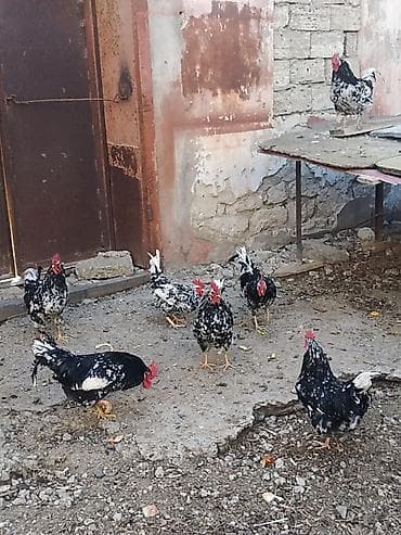 Heyvanlar üçün mallar: Toyuq, Damazlıq, Ödənişli çatdırılma — 5