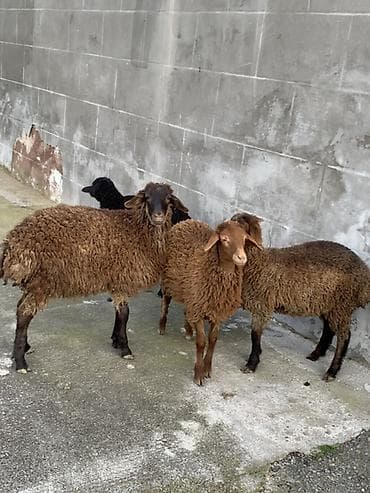 coban itleri haqqinda melumat: Qoyunlar – yerli quyruqlu tip - Rəng: tünd qəhvəyi, qara çalarlar - — 2