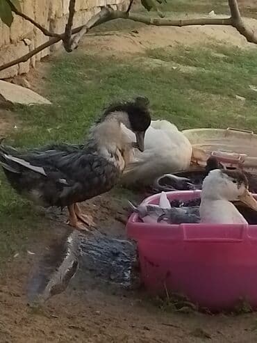 ördək balası və cücə: Ev şəraitində bəslənən ördəklər - Növ: məişət üçün saxlanılan — 9