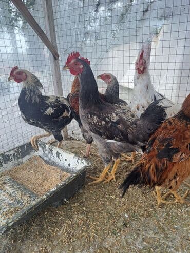 cins inekler: Курица, Для мяса — 2