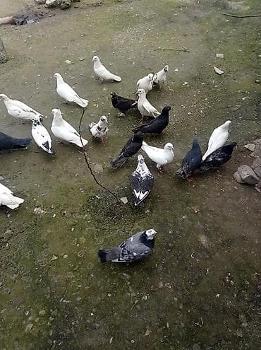 Göyərçinlər: Ucuz qiymətə tərgidilir deyə,maraqlanan vatsapdan yazsın şəkillərini — 1