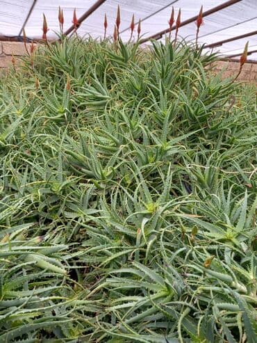 Çöl bitkiləri: Bu təsvirdəMüalicəvi aloe və Aloe vera bitkiləri təsvir edilmişdir — 3