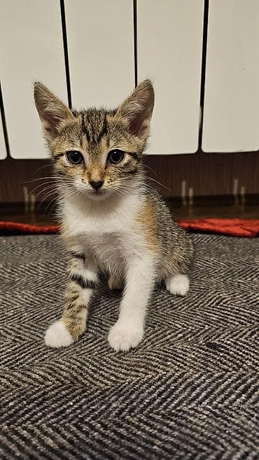 ag pisik sekilleri: Erkək, Dişi, Yaxşı əllərə, Ödənişli çatdırılma, Ünvandan götürmə — 5