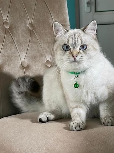 pisik sumkasi: Кот шиншилла колор поинт для вязки — 1