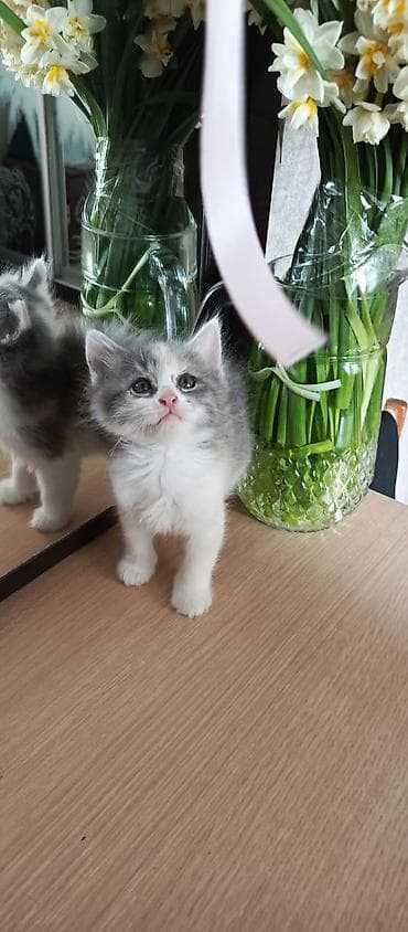 sirin pisik sekilleri: Pişiklər verilir yaxşı əllərə — 3