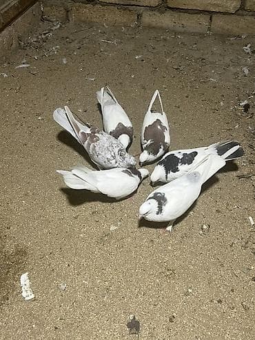 drakon göyərçin: Heyvanlar Satılır İsdeyen Olsa 7/24 Cvb verilir İ — 6