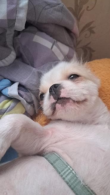 pekines balasi: Pekines, 7 ay, Erkek — 3