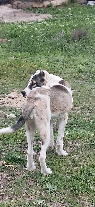 ucuz itlər: Qurdbasar, 6 ay, Dişi, Peyvəndli, Ödənişli çatdırılma — 5