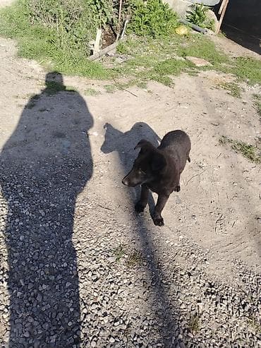 alman afcerkasi: 3 ay, Dişi — 3