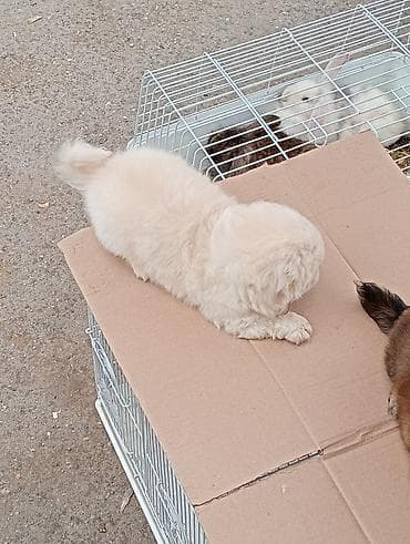pudel satilir 2020: Pekines, Sənədli — 7