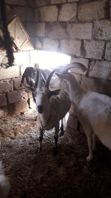 Balıqlar: Fermada yetişdirilən keçi, sağlam və yaxşı qidalanmışdır. Bu keçi süd — 2