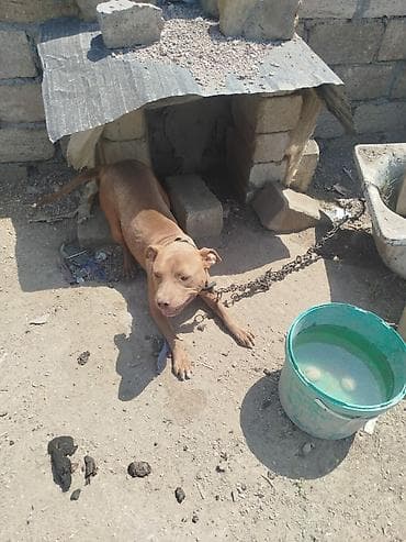 pitbul dişi: Pitbul, 1 il, Dişi, Peyvəndli — 2