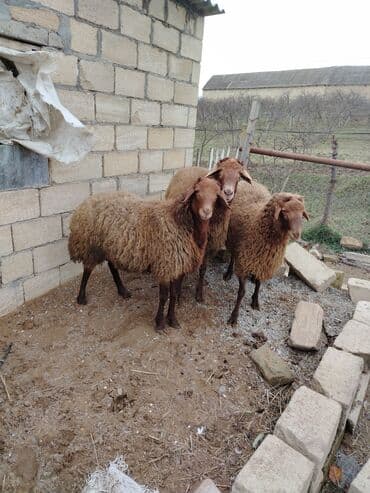 Inəklər, öküzlər: 1 𝗾𝗼𝗰. 2 𝘁𝗼𝗴𝗹𝘂 𝘀𝗮𝘁𝗶𝗹𝗶𝗿 .𝗾𝗼𝗰𝘂𝗻 2 𝘆𝗮𝘀𝗶 𝘃𝗮𝗿. 𝗧𝗼𝗴𝗹𝘂𝗹𝗮𝗿 11 𝗮𝘆𝗹𝗶𝗾 𝗤𝗼𝗰𝘂𝗻 35 — 4