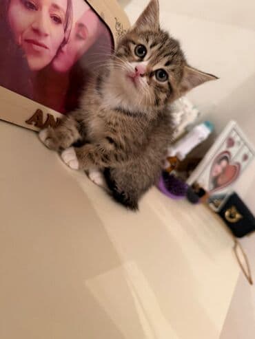 Ножи: Шотландская, Самка, В добрые руки, Самовывоз, Платная доставка — 1