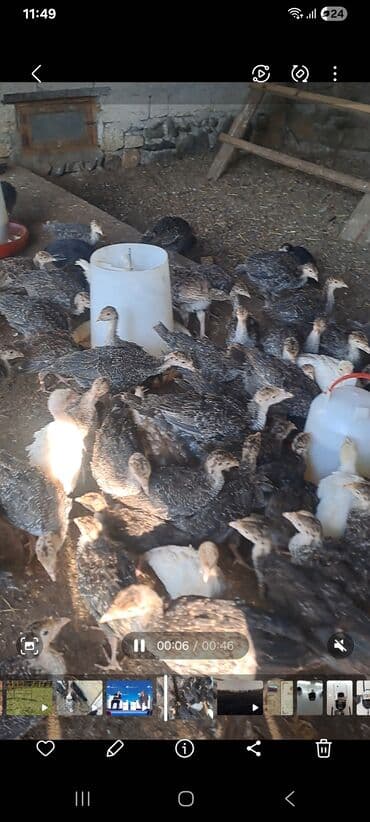 выведение новых пород животных: Məhsul: Hinduşqa cücələri (fisant x turşu rəngli qarışıq növlər) — 2