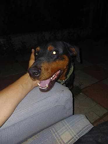 İtlər: Doberman, 1 il, Erkek, Peyvəndli, Ödənişli çatdırılma — 6