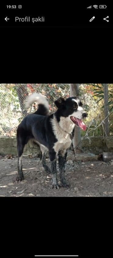 Heyvanlar üçün mallar: 8 ay, Dişi, Ünvandan götürmə — 1