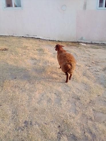 eşşəklər: 1 qarın doğub şişək satılır istəyən olsa yazsın videosunu atım baxın — 3