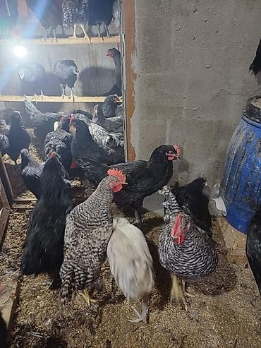 Cücələr: Avstrolorp ve amarok(xarkov) xoruzlari ve mehdud sayda fereler Məhsul — 5