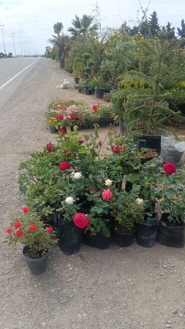 Tikinti ixtisasları: Bağban, 29 il, 6 ildən artıq təcrübə — 1