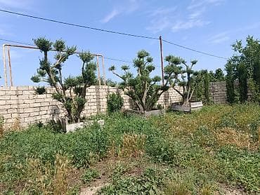 beryoza agaci: Bonsai üslubunda formalaşdırılmış zeytun ağacları - Növlər: Zeytun — 3