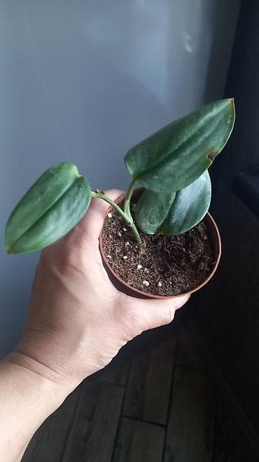 bamya toxumu nədir: Philodendron verrucosum “Incisi” (kök üstü balaca şitil, saksıda) - — 2