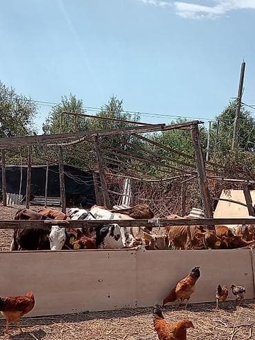 vendam kendi: Satılır: cavan dana və buzovlar sürüsü - Növlər: müxtəlif rəng və — 1