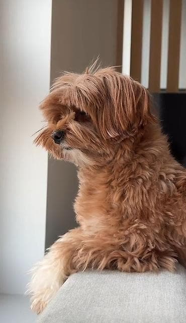 ramanov qoyun satisi: Maltipoo itinləri üçün yumşaq trikotaj başlıq – çiçəkli model — 3
