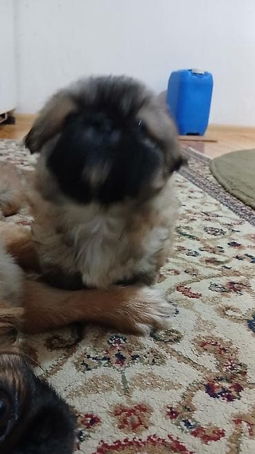 kankal itleri: Pekines — 7