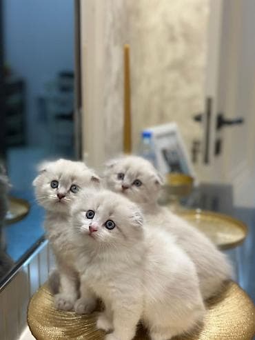 pişik tasma: Şotland — 3