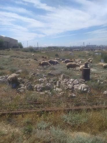 keçi: Qoyunlar, qoçlar — 7