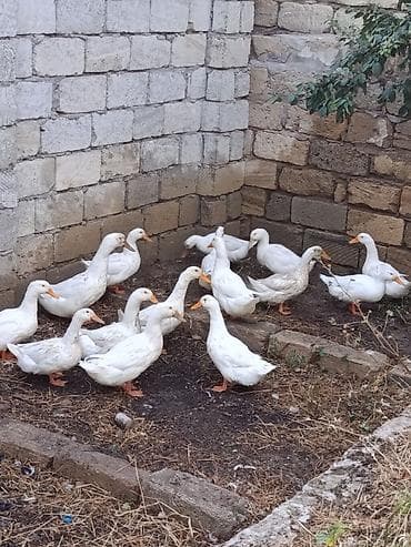 Ördək satılır biri 20 manat