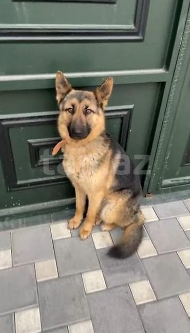 itlerin alisi: Alman çoban iti, 1 il, Dişi, Ünvandan götürmə, Ödənişli çatdırılma — 2