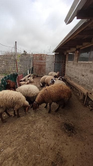 heyvan satisi: 7 Baş heyvandi. 4 ədəd yanibala ( 2erkek 2 dişi balalar) Bir Erkek qoç — 5