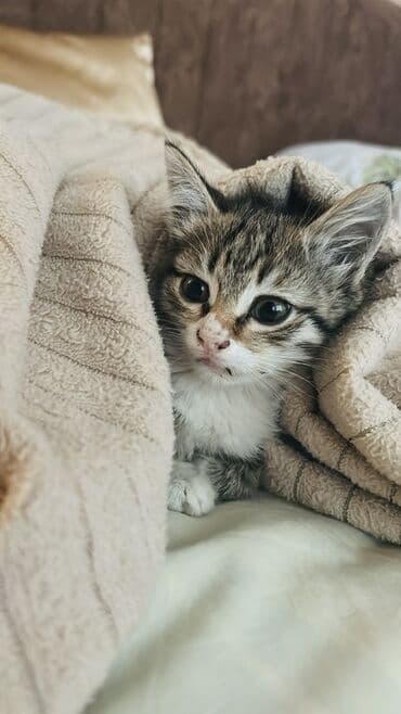 котенок в хорошие руки: Tabbi, Yaxşı əllərə — 2