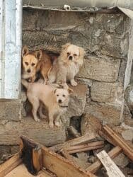 дрессировка собак баку: Izvanok 2 dişi bir erkek 3 dənsi 130 — 1