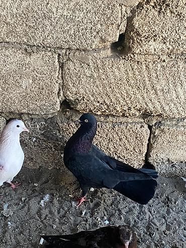 18 tuk qizgın erkek qiymet sondur