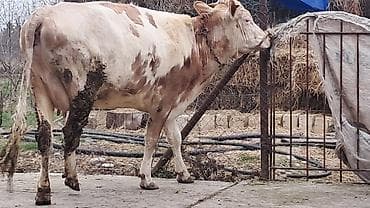 Heyvanlar üçün mallar: Birinci qarına doğub 25 günlük süni mayalanmadan olan balası yanında — 9