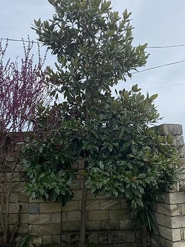 bertolesiya agaci: Bağ üçün dekorativ ağaclar və palma - Palma ağacı (feoniks/xurma — 3