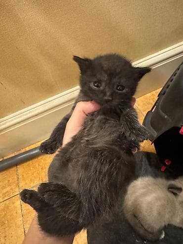 pişik tap az: Erkək, Yaxşı əllərə — 3