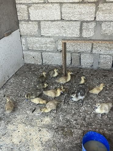 hindquşu balası: Ördək balalarıdır. 14 ədəddir. Lal ördəkdi. 1i 5 azndir. Real alicilar — 1