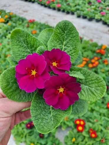 qızıl gül buketi: Gullerin satişi — 30