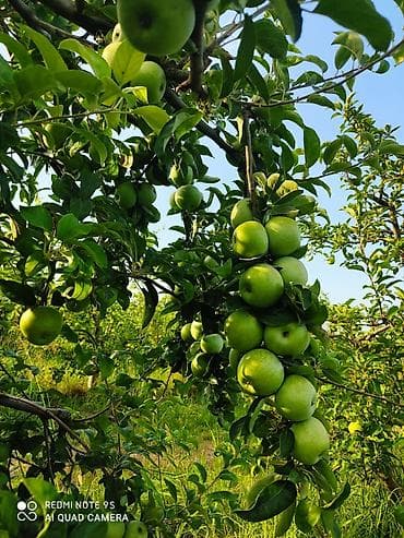 2713 sot, Kənd təsərrüfatı, Mülkiyyətçi, Kupça (Çıxarış) — 2
