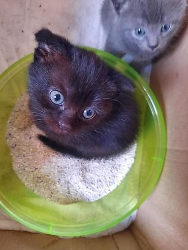 купить шотландского котенка: Шотландская, В добрые руки, Бесплатная доставка — 4