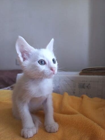 отдать котят в хорошие руки: В добрые руки — 1