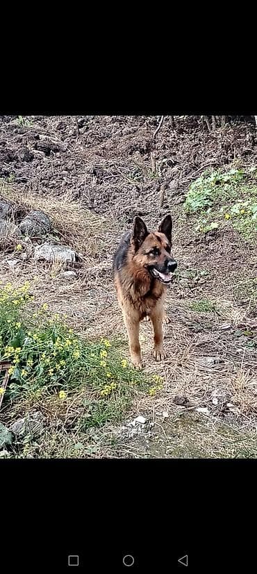 it bazari 2018: Alman çoban iti, 1 il, Erkek, Peyvəndli, Ödənişli çatdırılma — 4