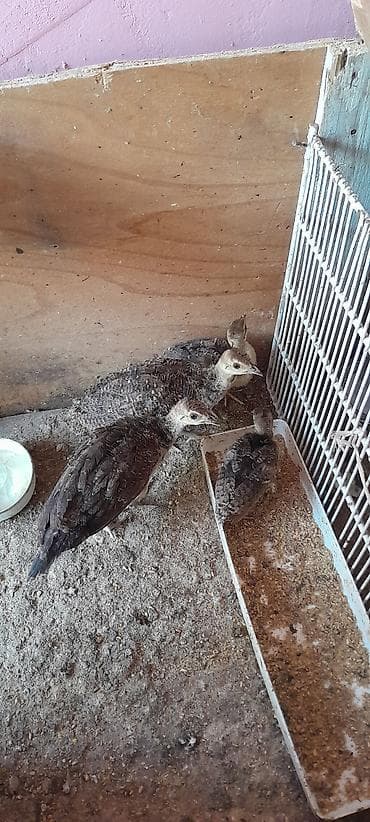 Tovuz qusu balalari barter olunur 15 yumurta toyugla