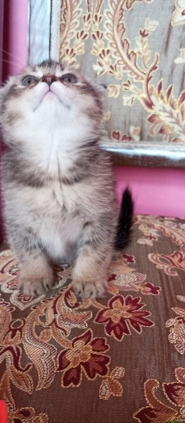 mingəcevir pişik: Şotland — 9